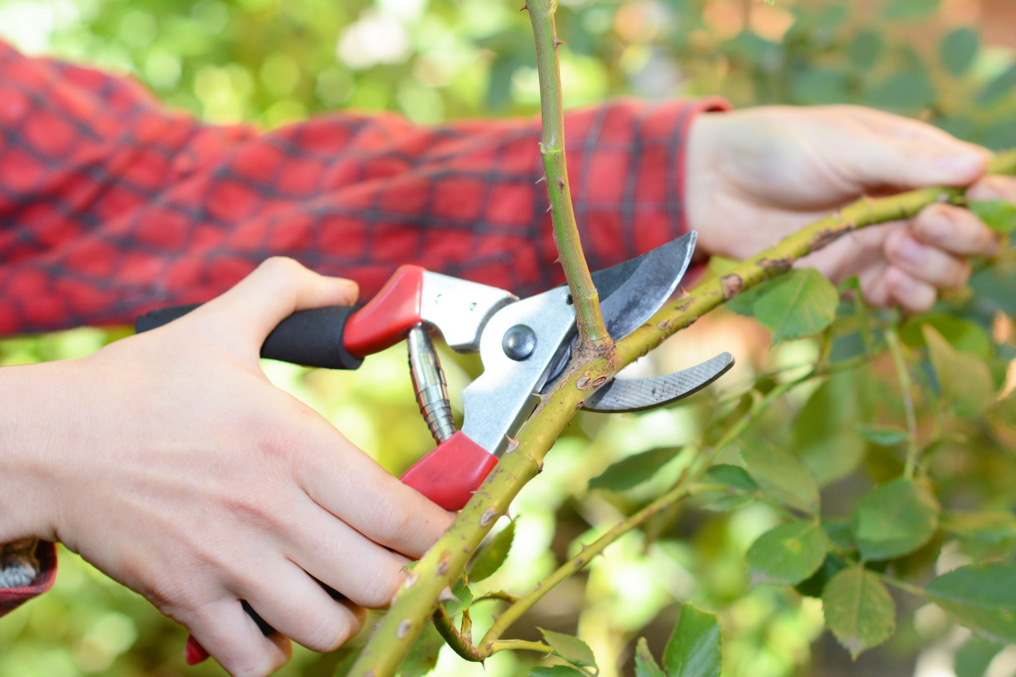 close up of pruners in hand cutting branch