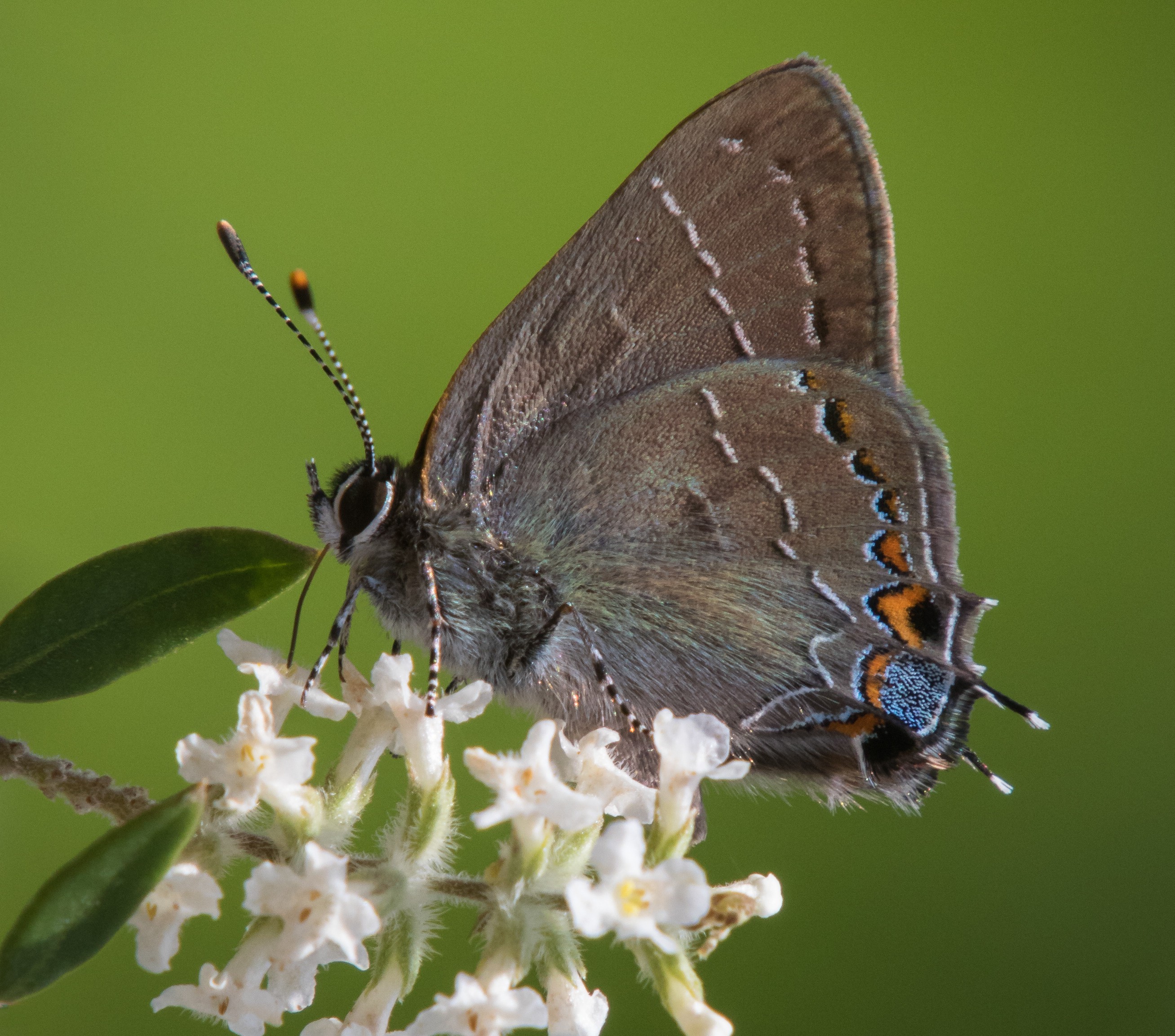 A northern oak hairstreak butterfly on a flower.