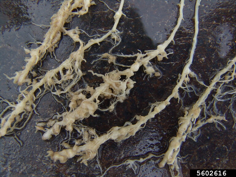 Close up of galls on washed cucumber roots caused by root-knot nematode. 