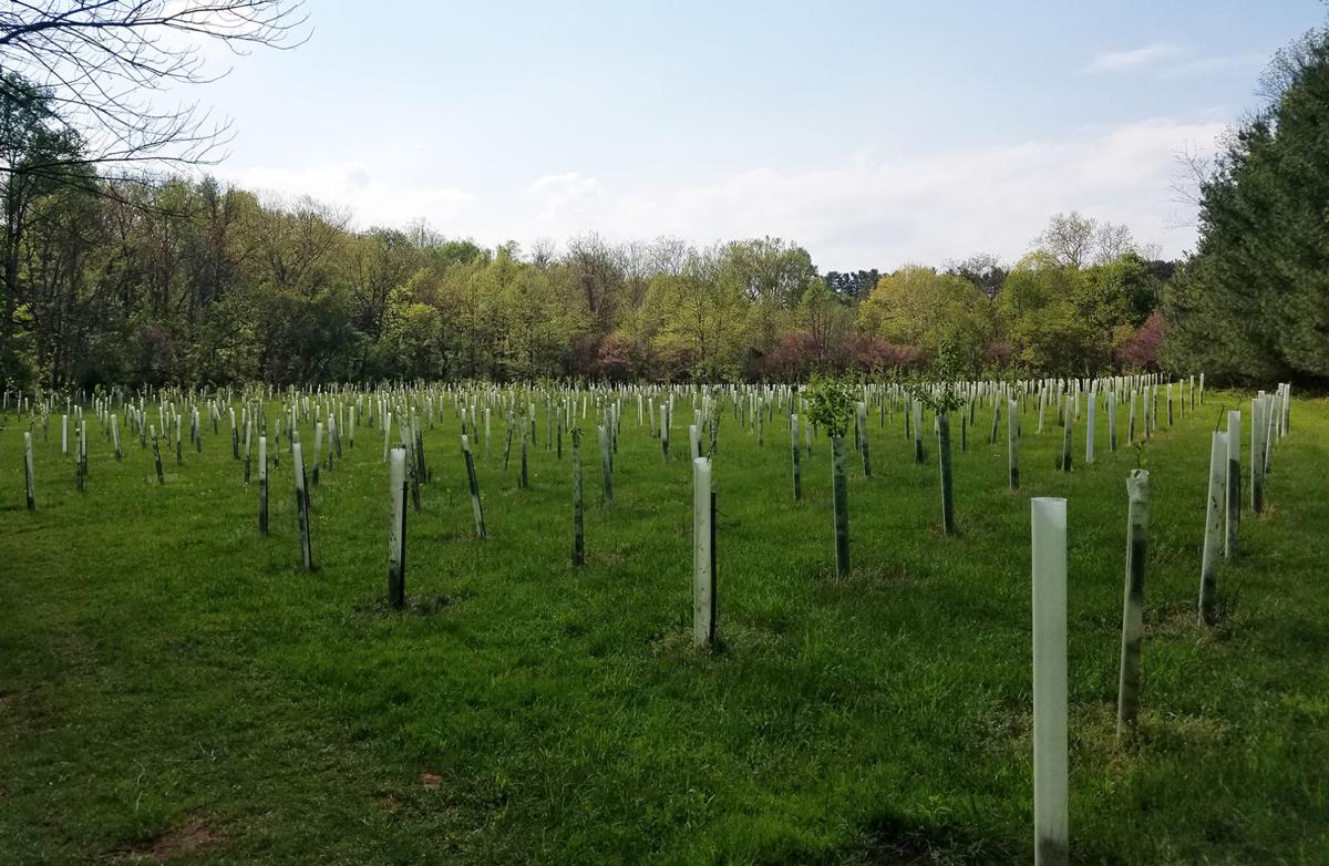 planted trees in field