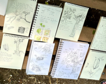 8 journals laid out showing sketches of trees and plants and notes made while observing nature.  