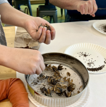 breaking apart seed heads into sifter with a plate below to catch the seeds so they can be save for propagation 
