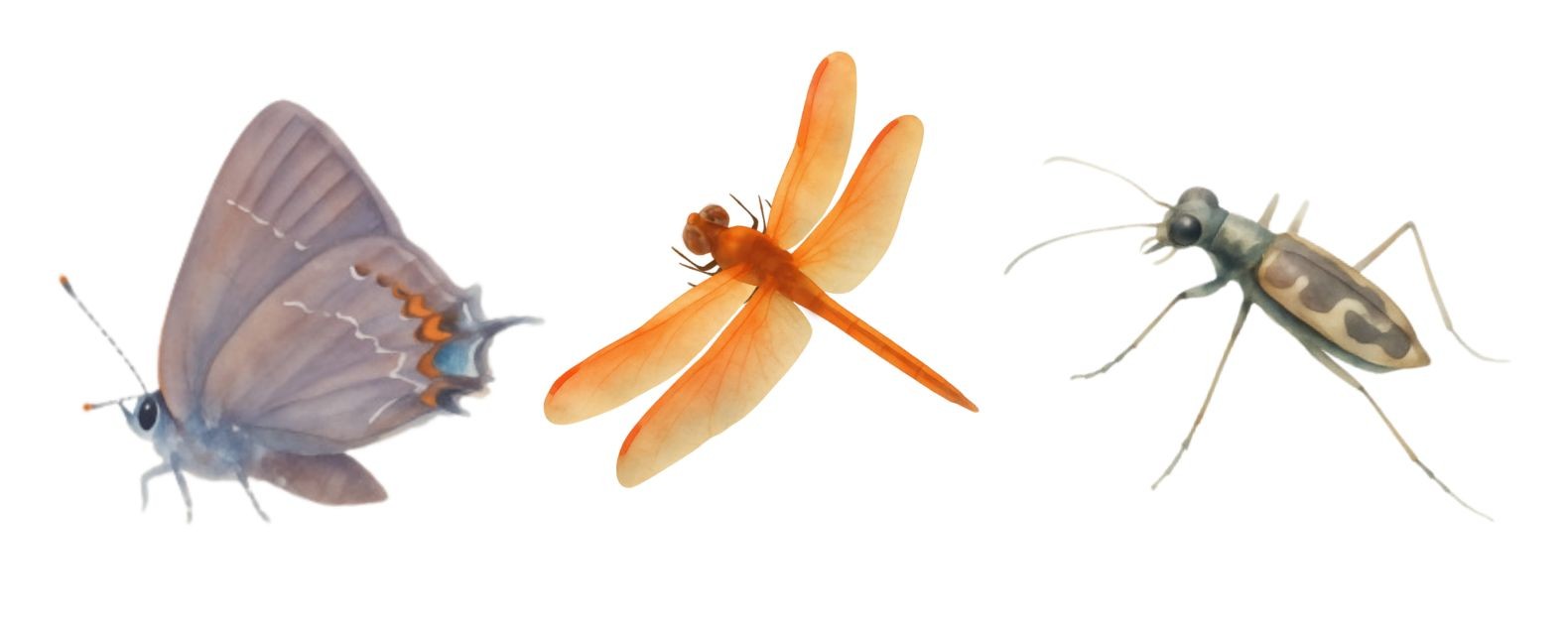 Drawings of three rare, threatened, or endangered Maryland insect species: A northern oak hairstreak butterfly, a golden-winged skimmer dragonfly, and a puritan tiger beetle.