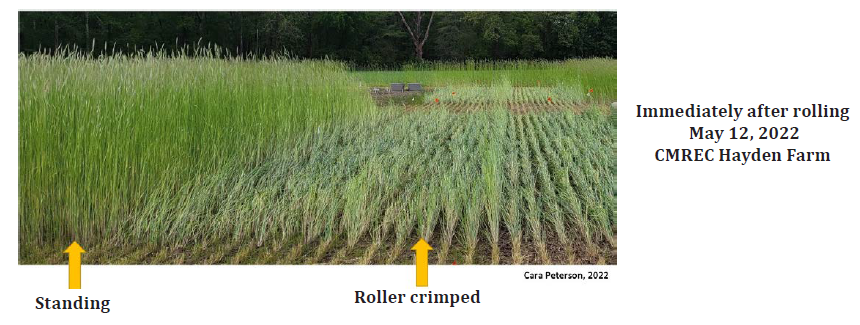 Belts. C. Peterson Image 1 Cereal Rye