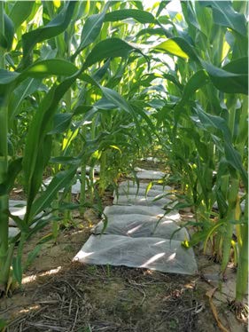 Belts. C. Peterson Image 4.jpg