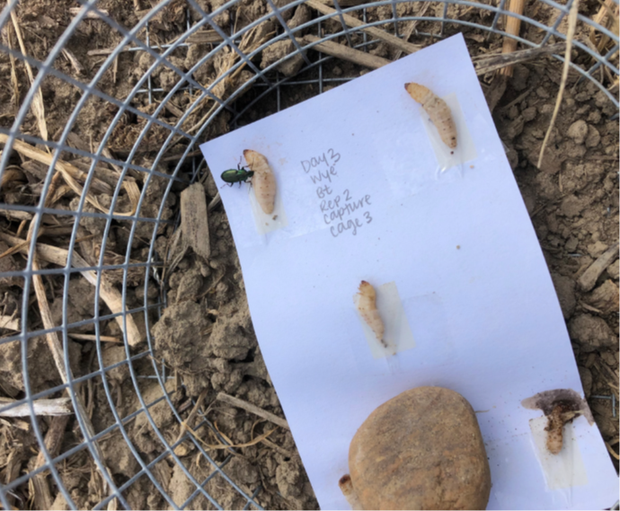 Grubs on a piece of pager