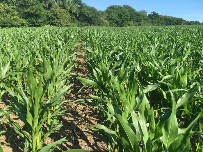 Maize Field with credit to Frontier Blog
