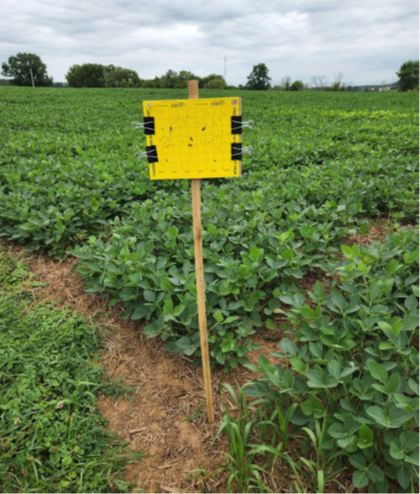 Sticky trap in soybean field