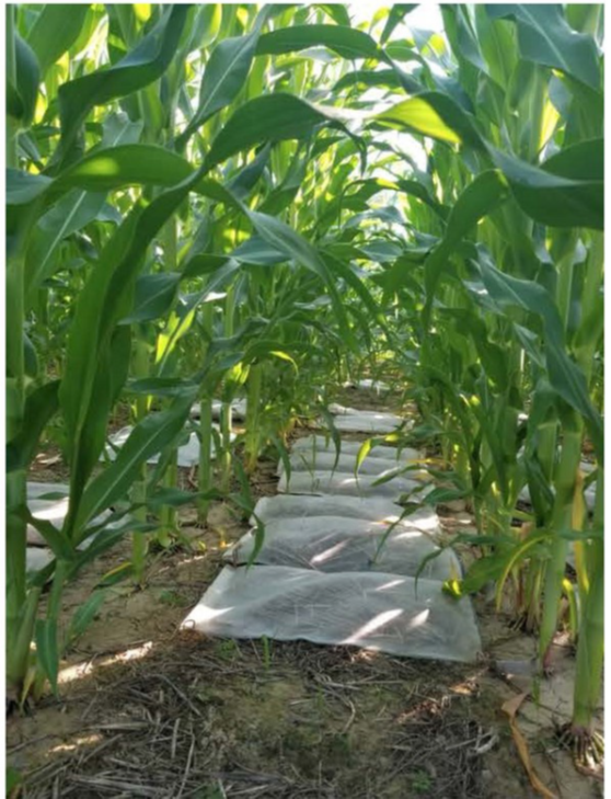 Beltsville Image 6 Rye