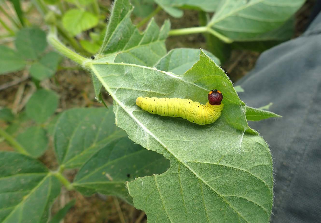 Fig 2 Silver spotted skipper caterpillar - Soybean Research