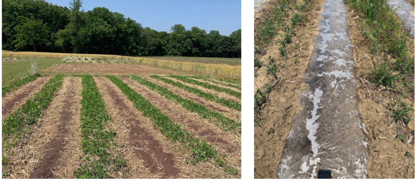 UMF 2023 D. Joseph Fig 2 Grape pomace