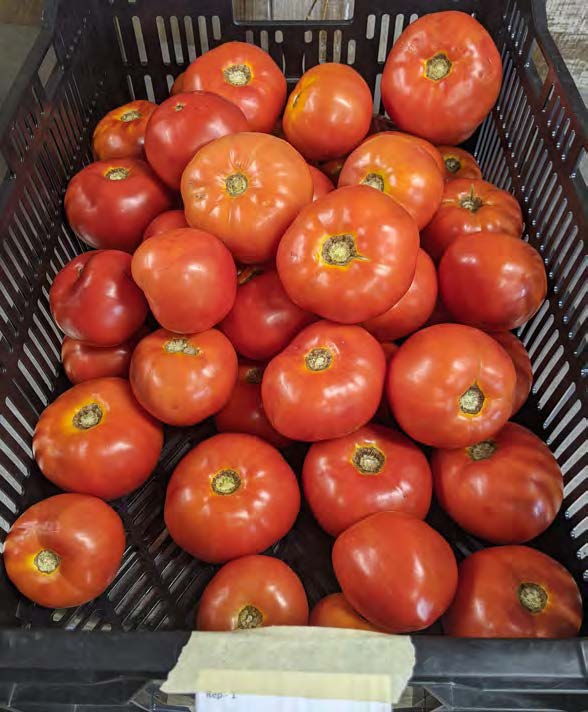 UMF Tomato image 2