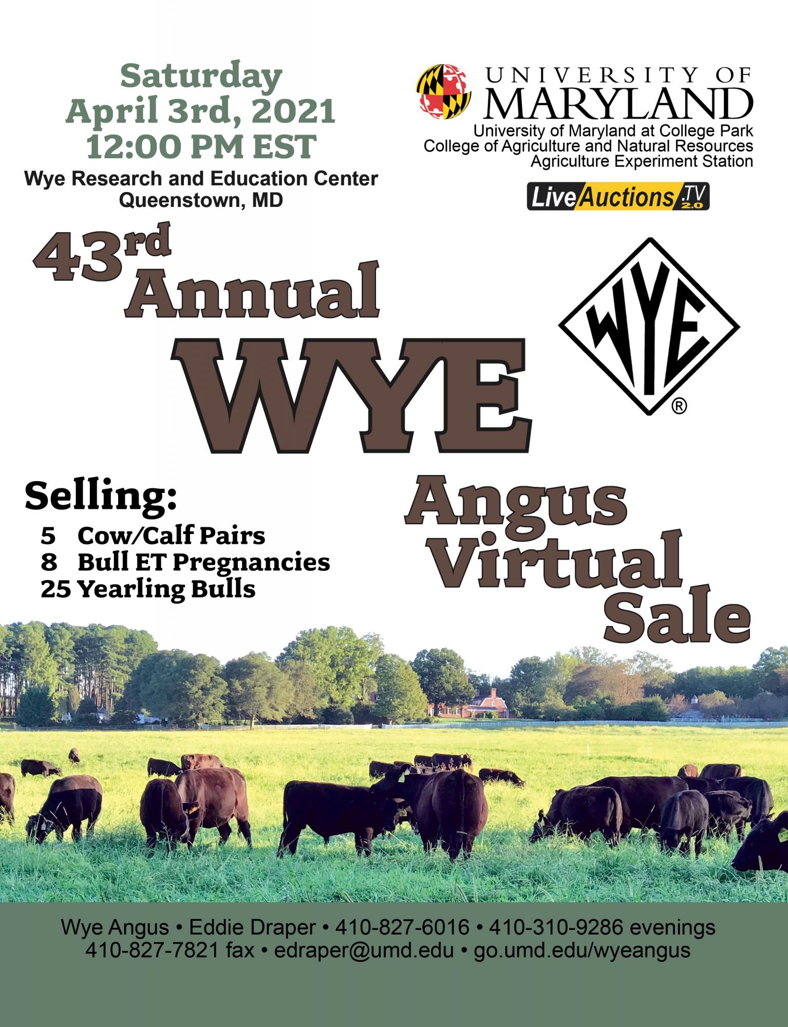 43rd Annual Wye Angus Sale