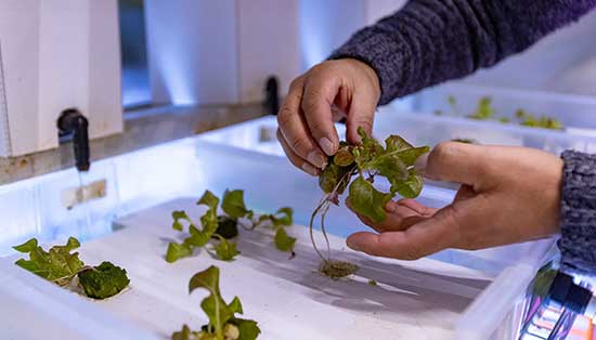 Izursa examines greens grown in his aquaponics facility, which feeds plants with fish waste.