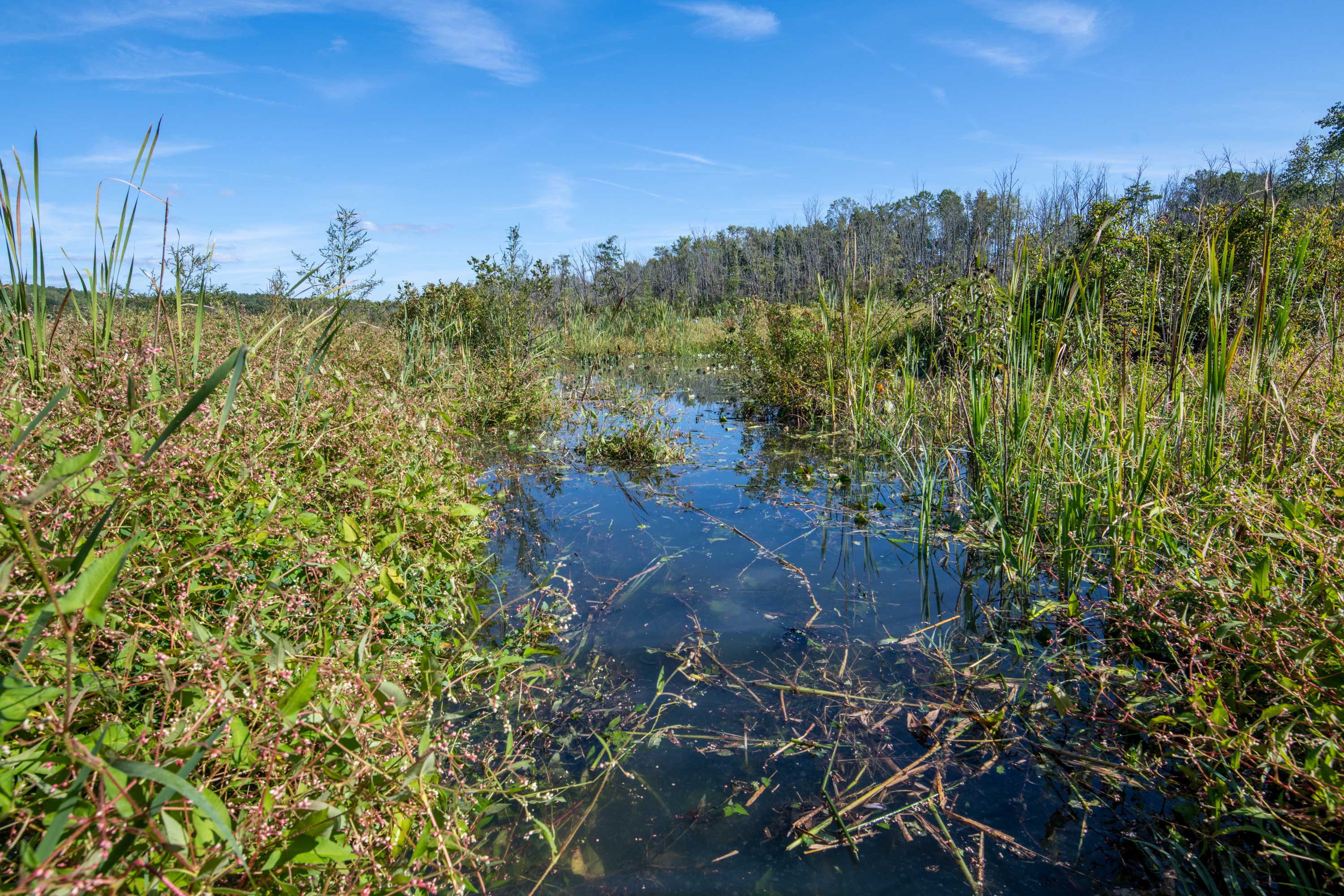Photo of wetlands