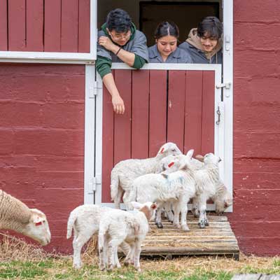 Current students looking out of barn down to lambs.