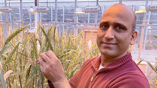 Plant scientist Vijay Tiwari searches for genes in ancient wild wheat