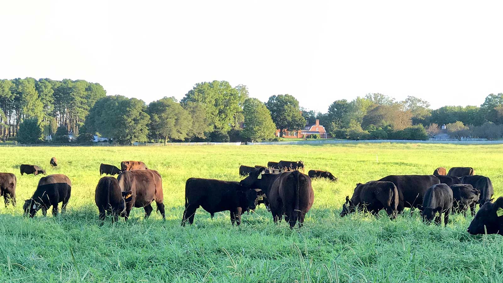 Field of calves