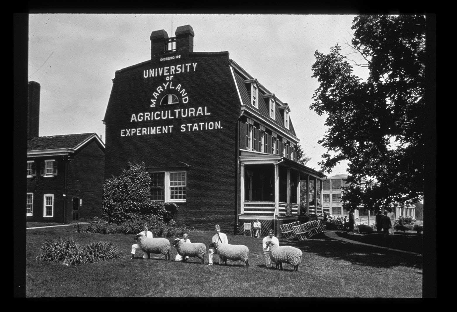 Maryland Agricultural College archival photo of a barn and man with a sheep