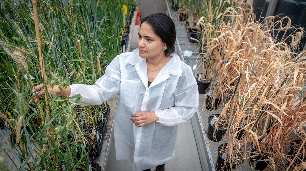 Rawat examining healthy and unhealty wheat