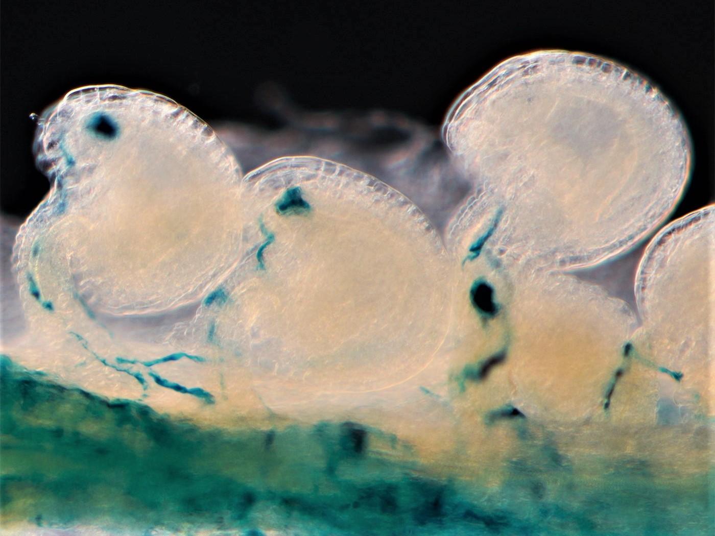 Close-up image of pollen tubes