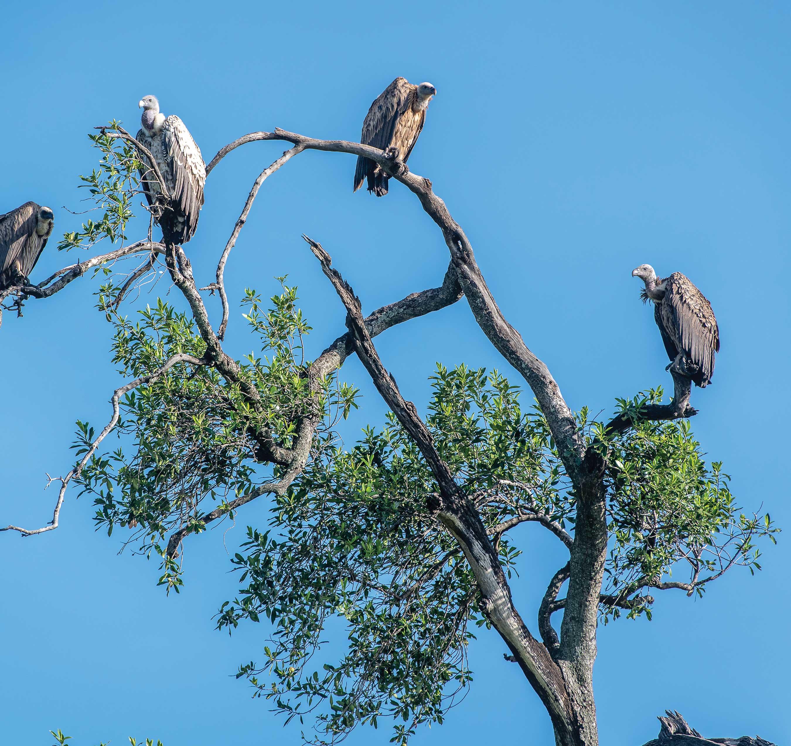 Vultures