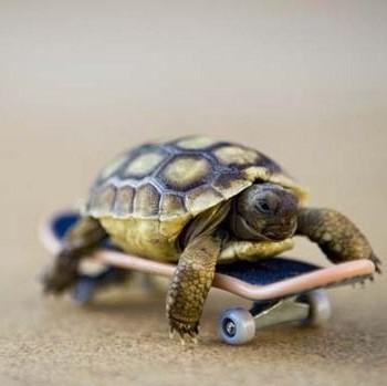 Small tortoise on a tiny skateboard.