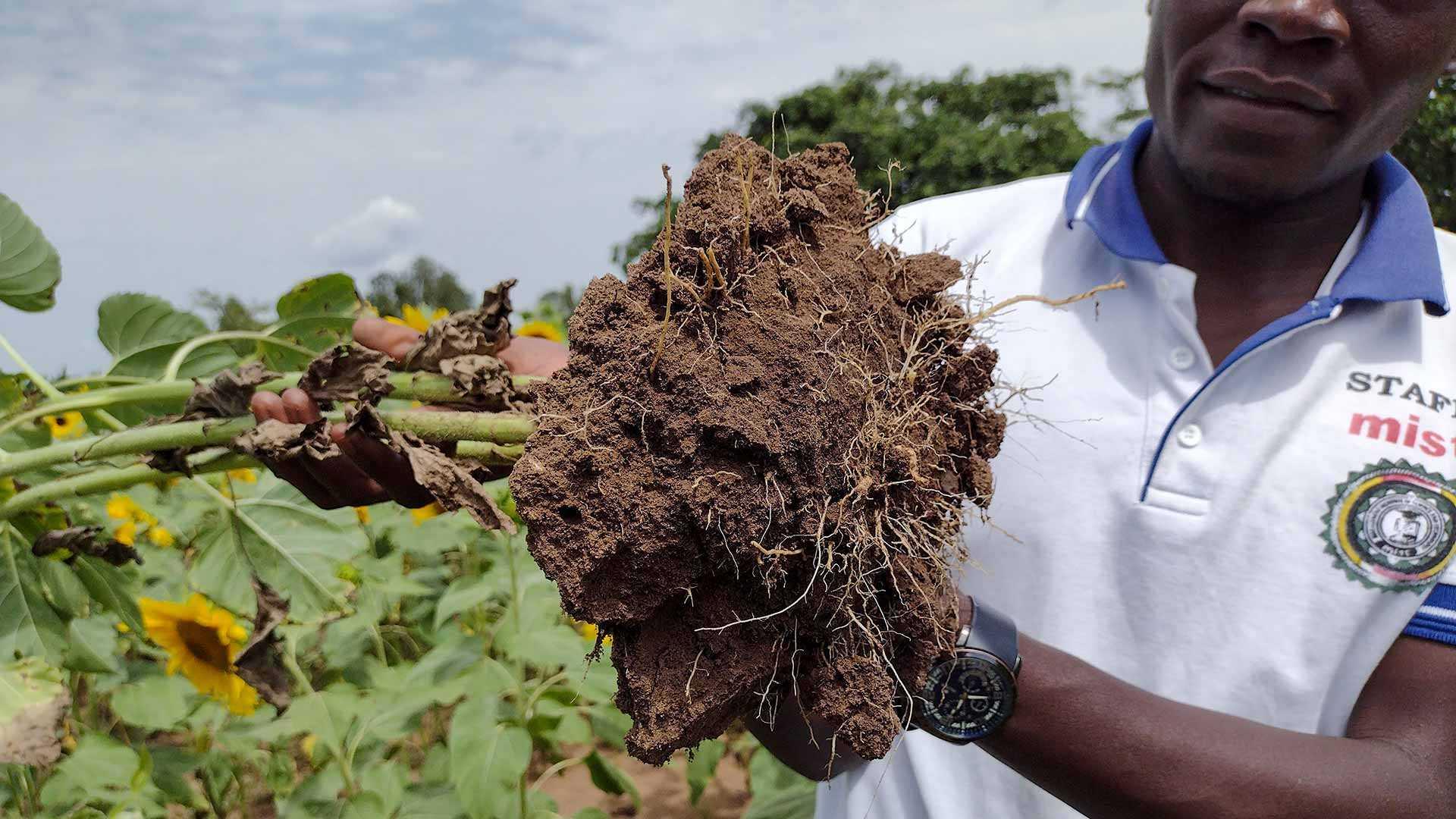 Farmer holds up a plant revealing shallow roots, because the soil is compacted by farming practices.