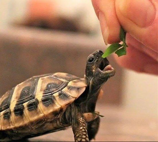 Placeholder photo: Small tortoise eating a leaf