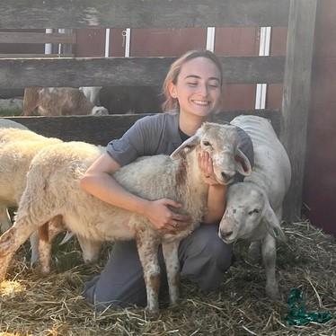 Beca is working on the campus farm and hugging a sheep named Ernie