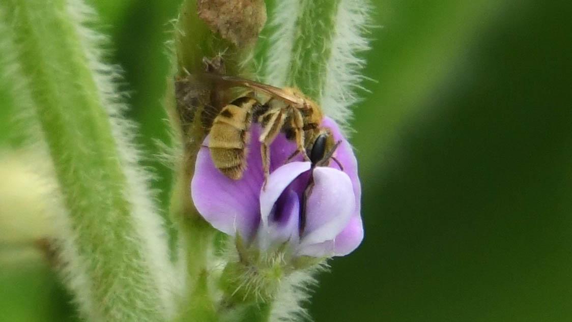 A bee visiting an edamame flower.