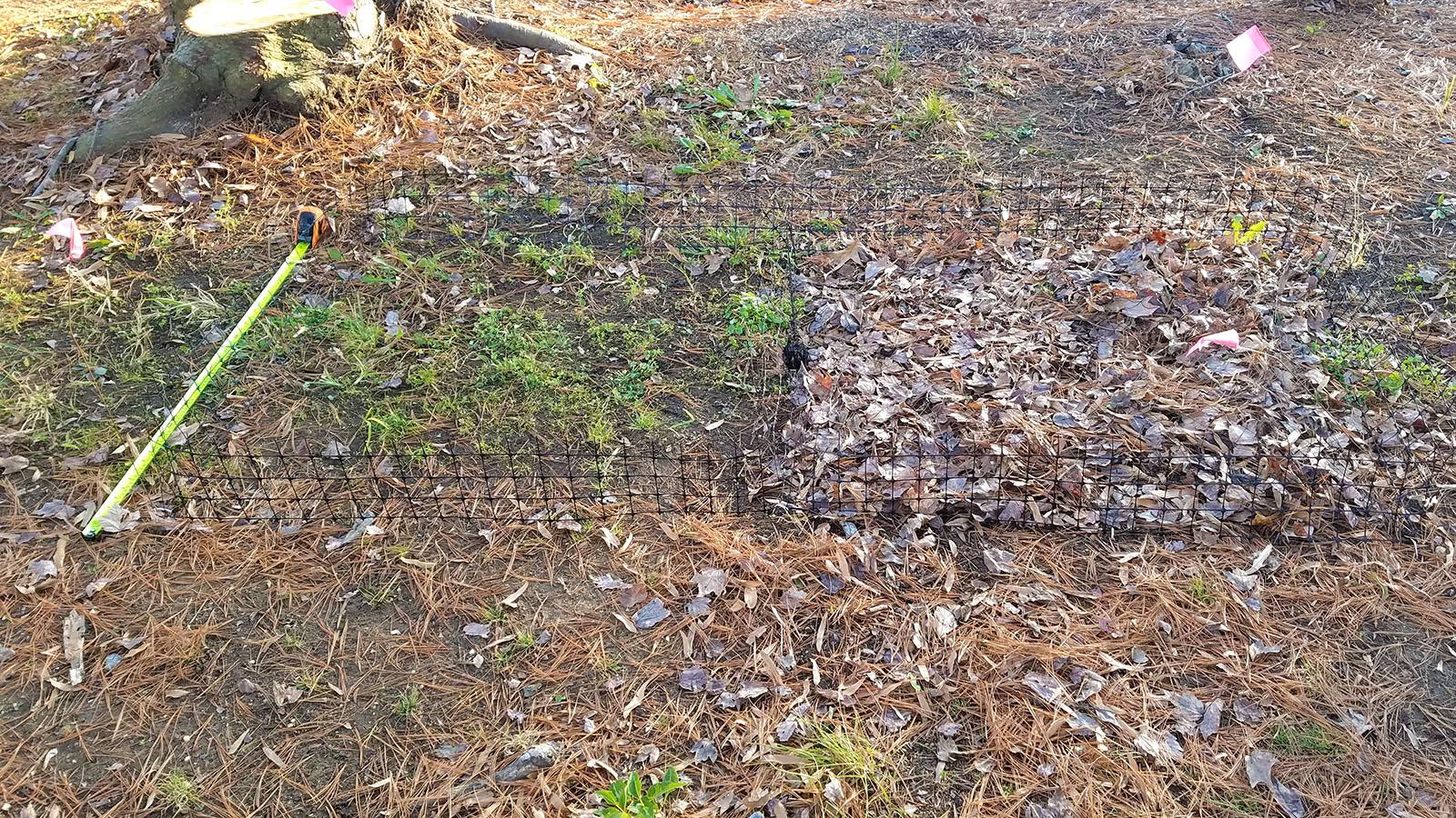 A two meter plot of lawn, marked with netting. One half of it is cleared of leaves.