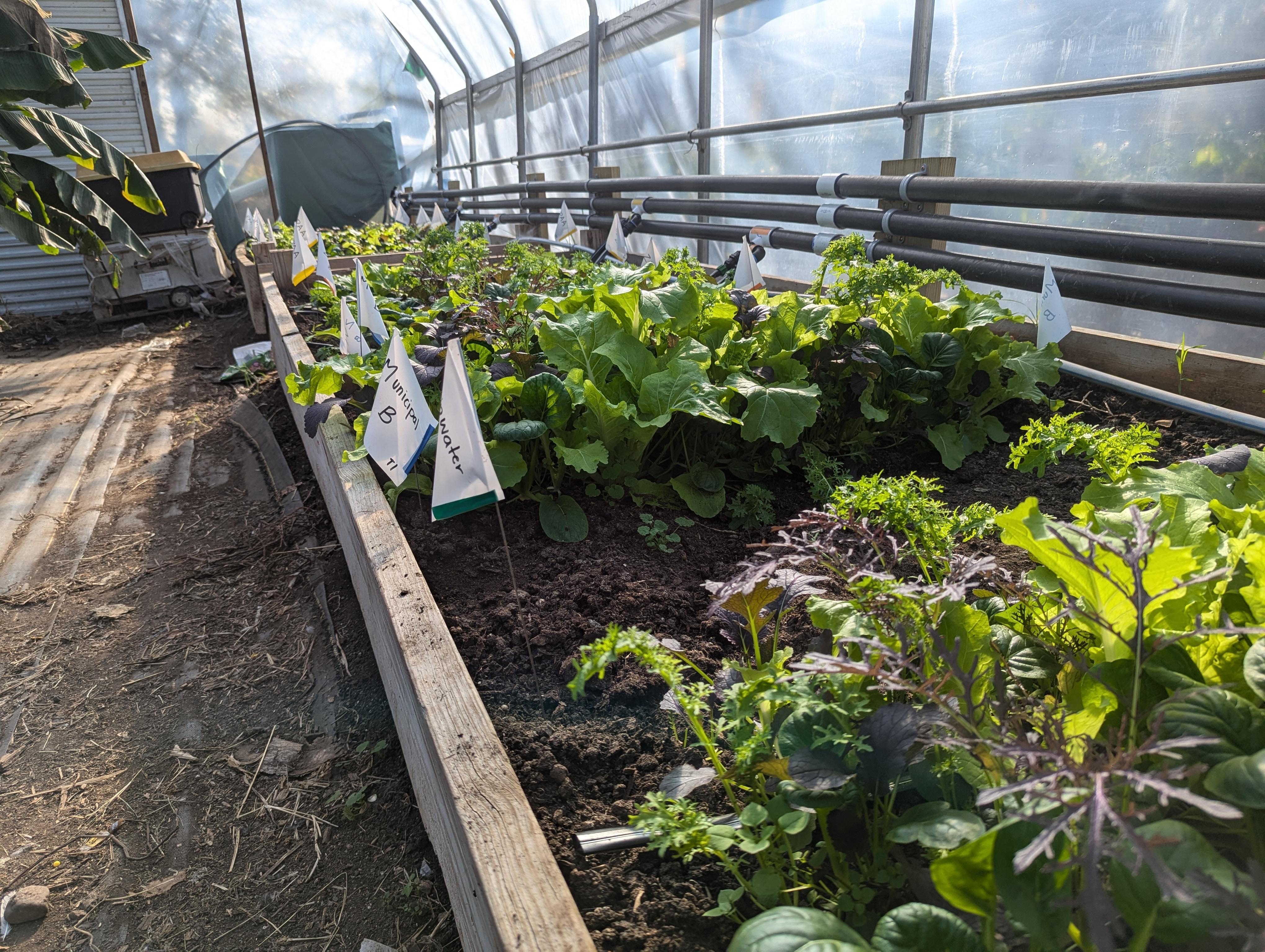 An urban ag research site