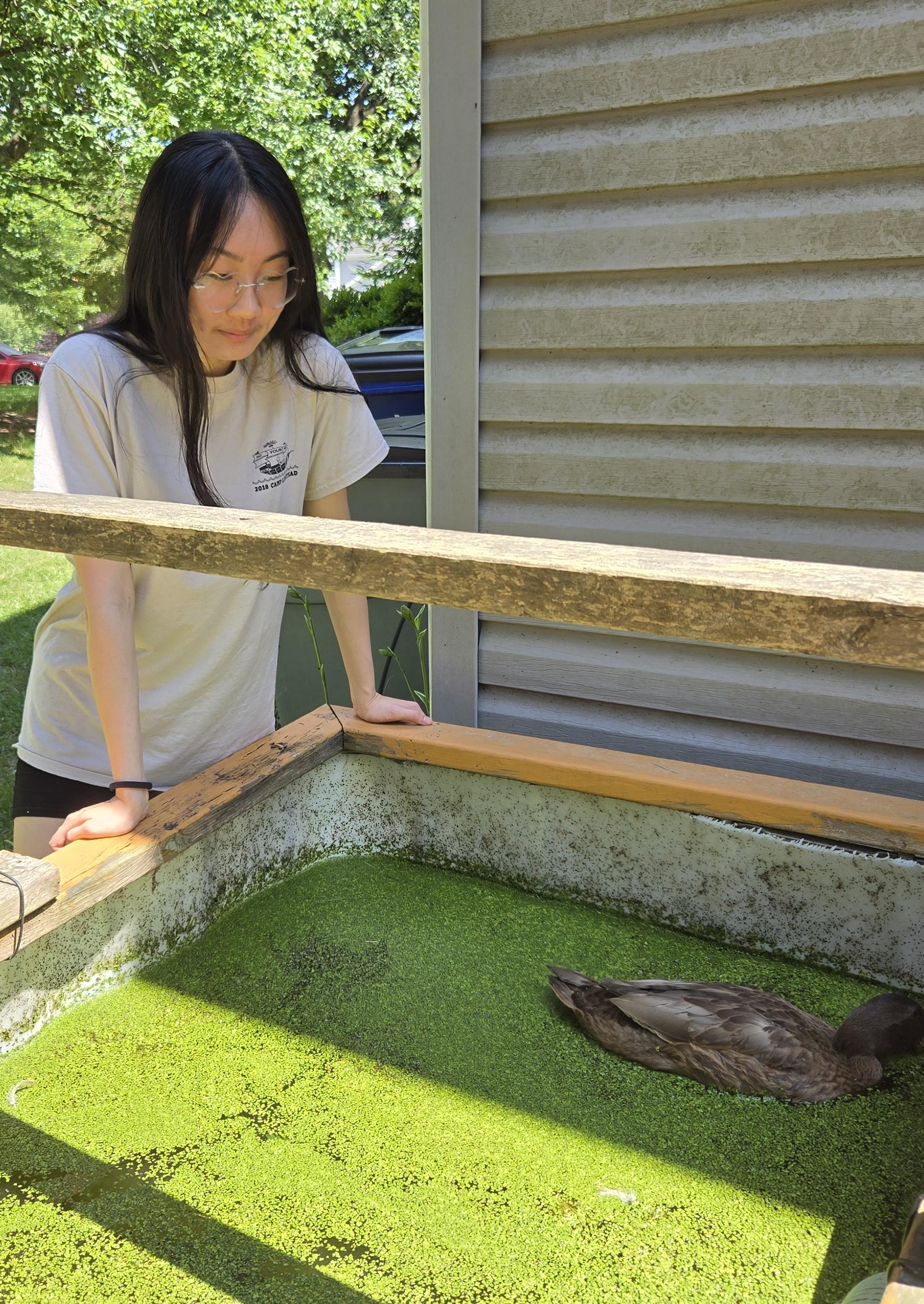 UMD student admires her pet duck- swimming in vibrant green Duckweed.