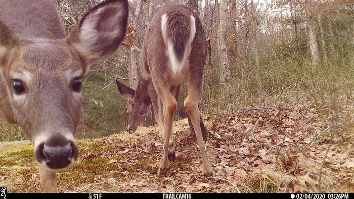 Deer looking into a camera