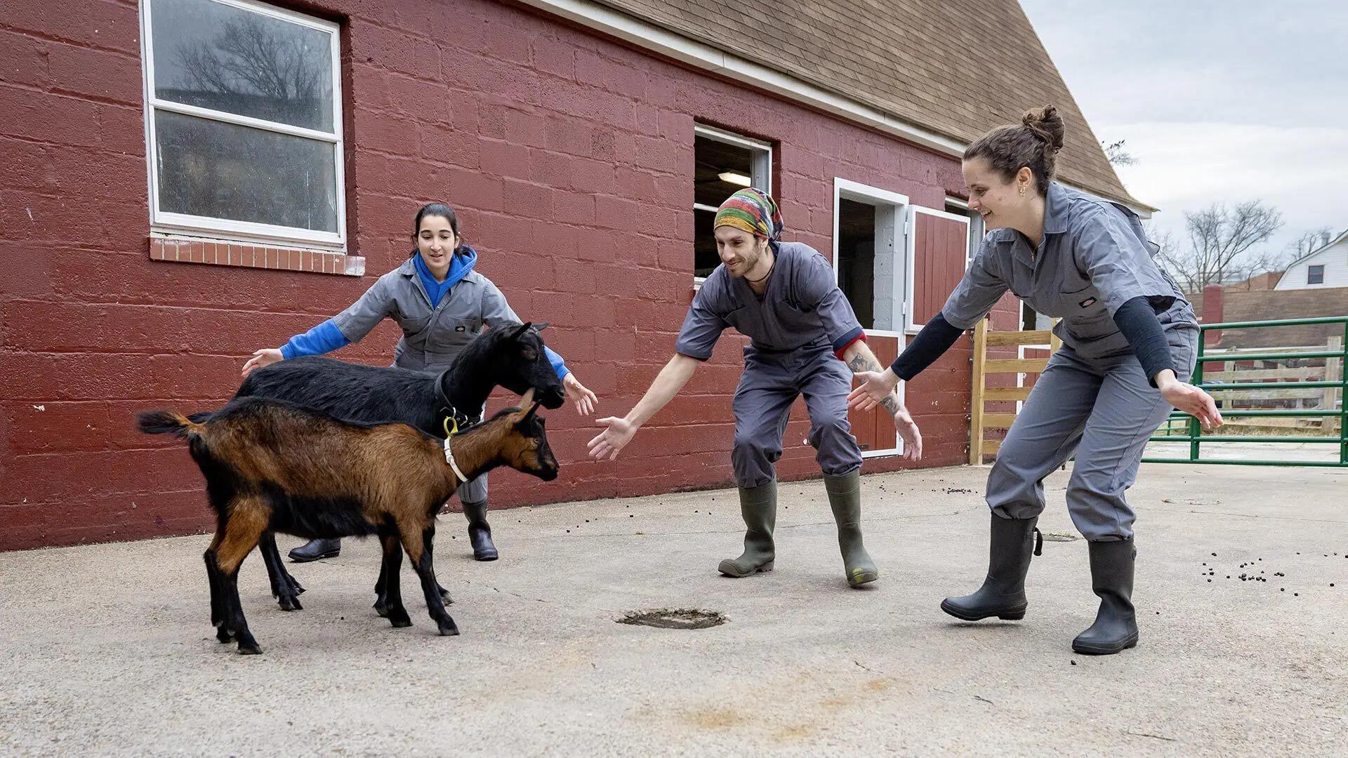 Students with goats the Campus Farm