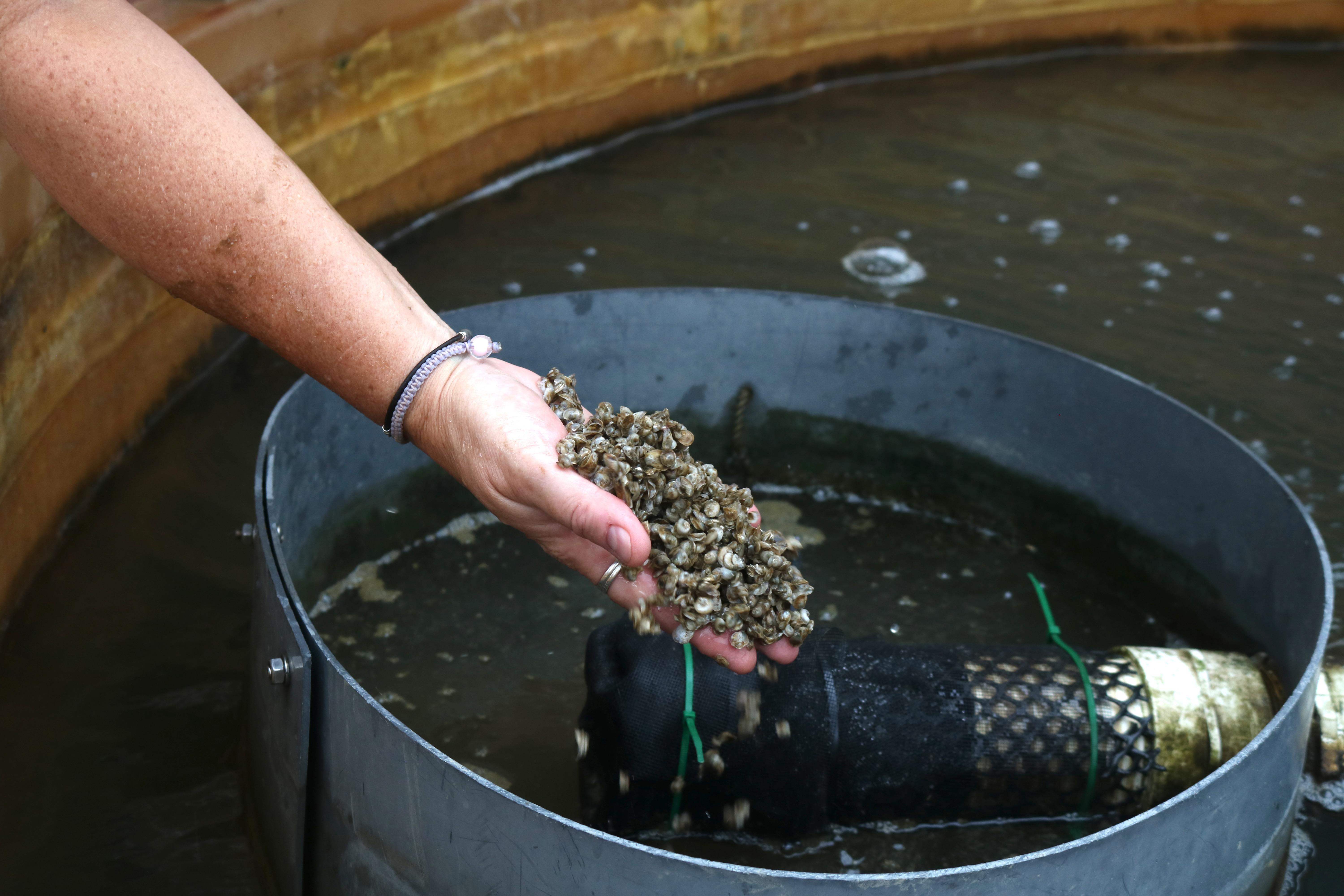 Baby oysters held in hand 