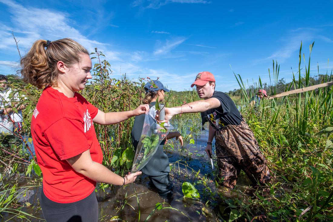 Students in a wetland picking up trash