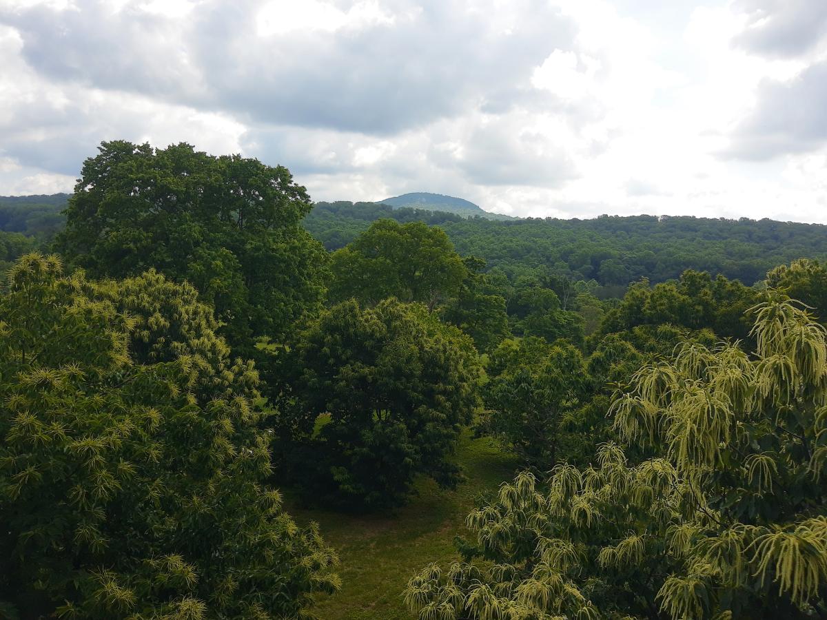 Chestnut trees flowering in an orchard with Sugarloaf Mountain in the background.