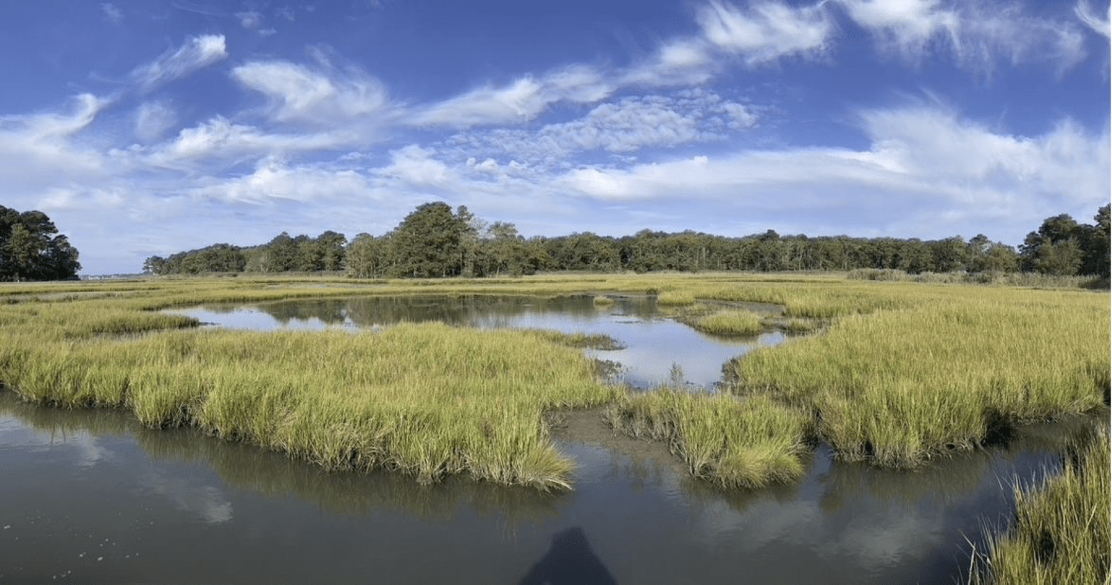 An image of a marsh with a blue sky in the background. Pools of water can be seen in the center of the marsh, trapped behind marsh grasses.