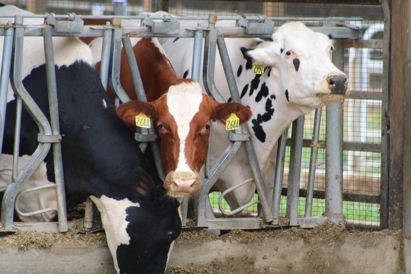 Cows standing together