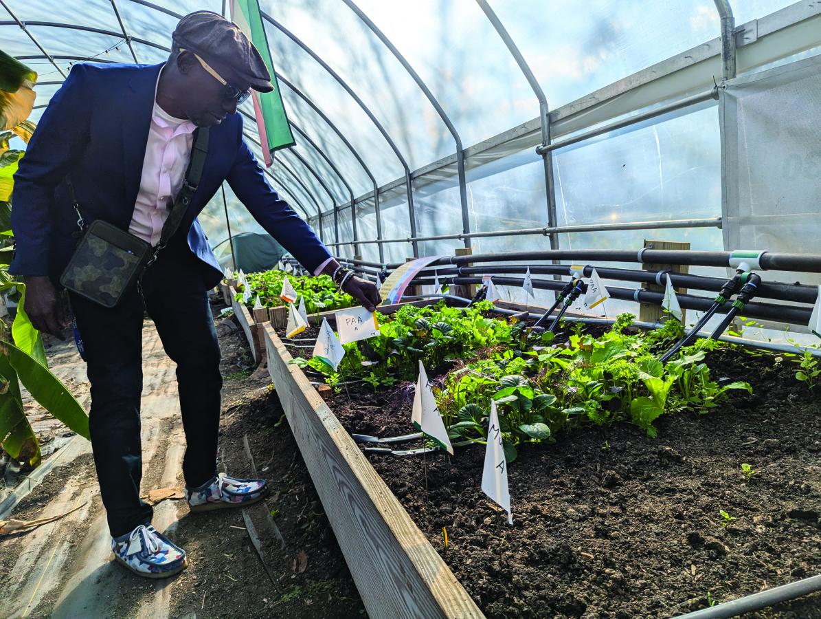 Farmer chippy points at growing plants