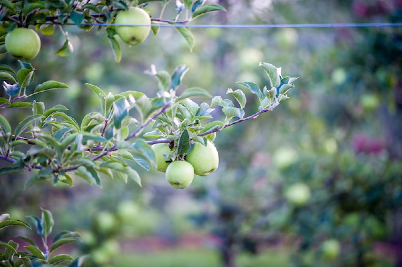 Apples growing on a tree