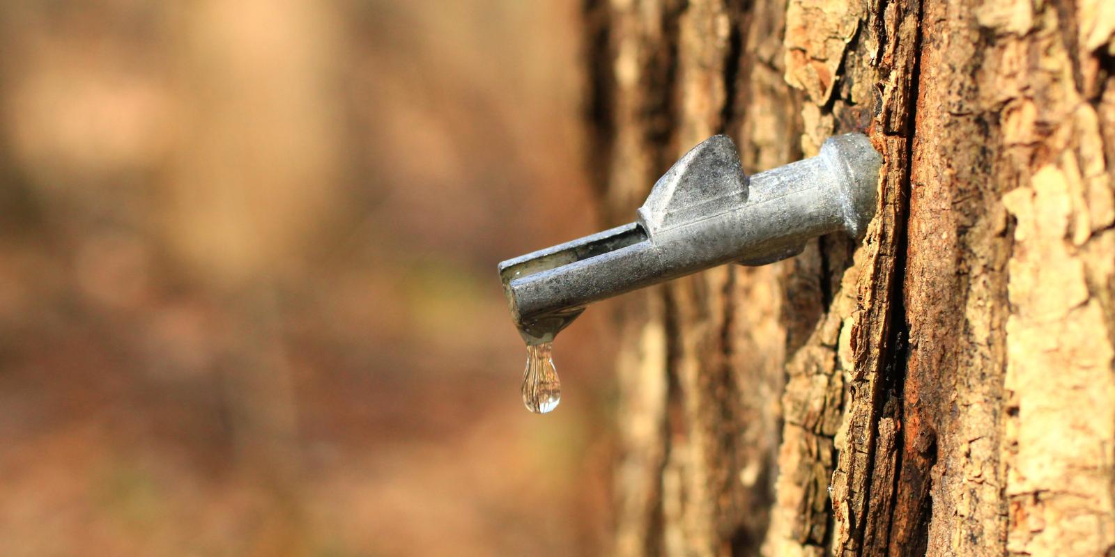 A tree with a maple syrup tap is shown with sap leaking out.