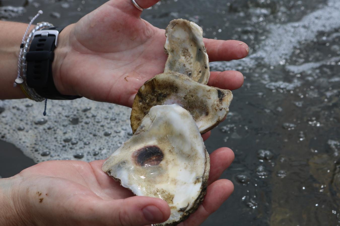 Hands holding small oysters