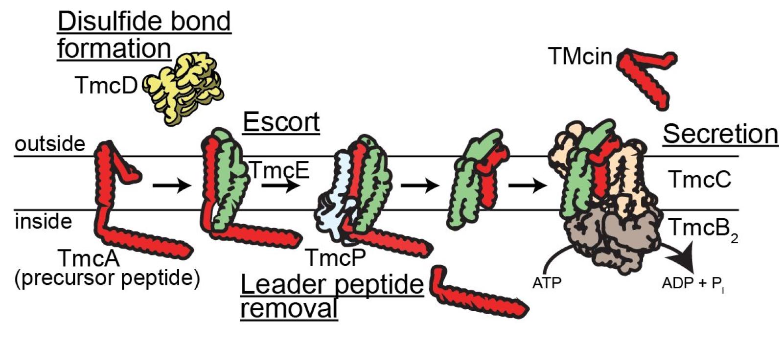 TMcin biosynthesis
