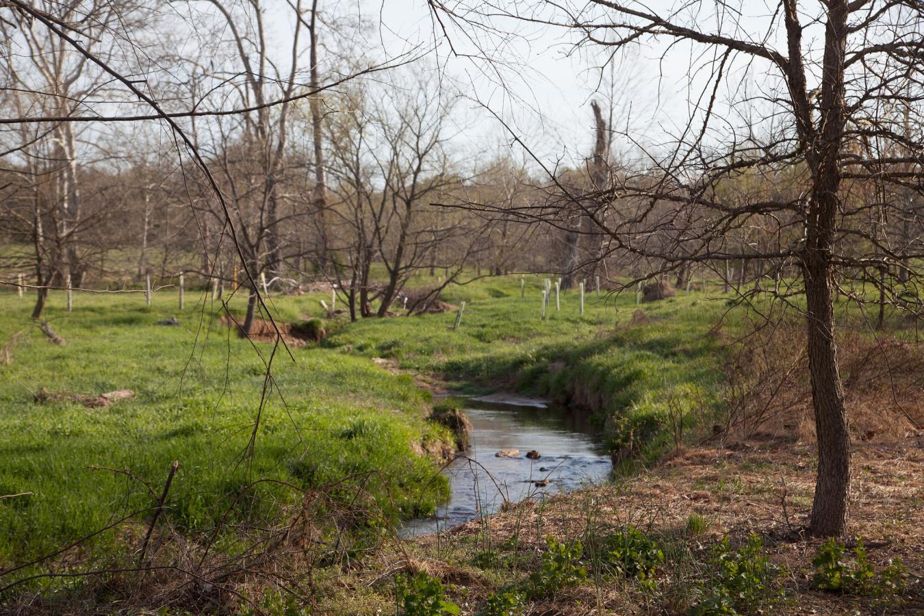 streamside buffer