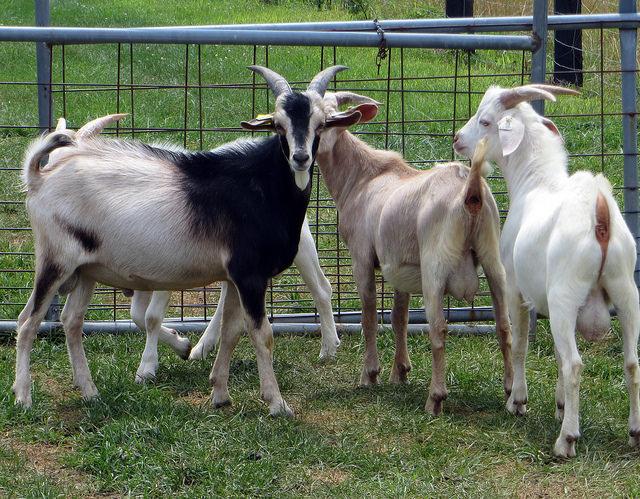 Get Your Goat | College of Agriculture & Natural Resources at UMD