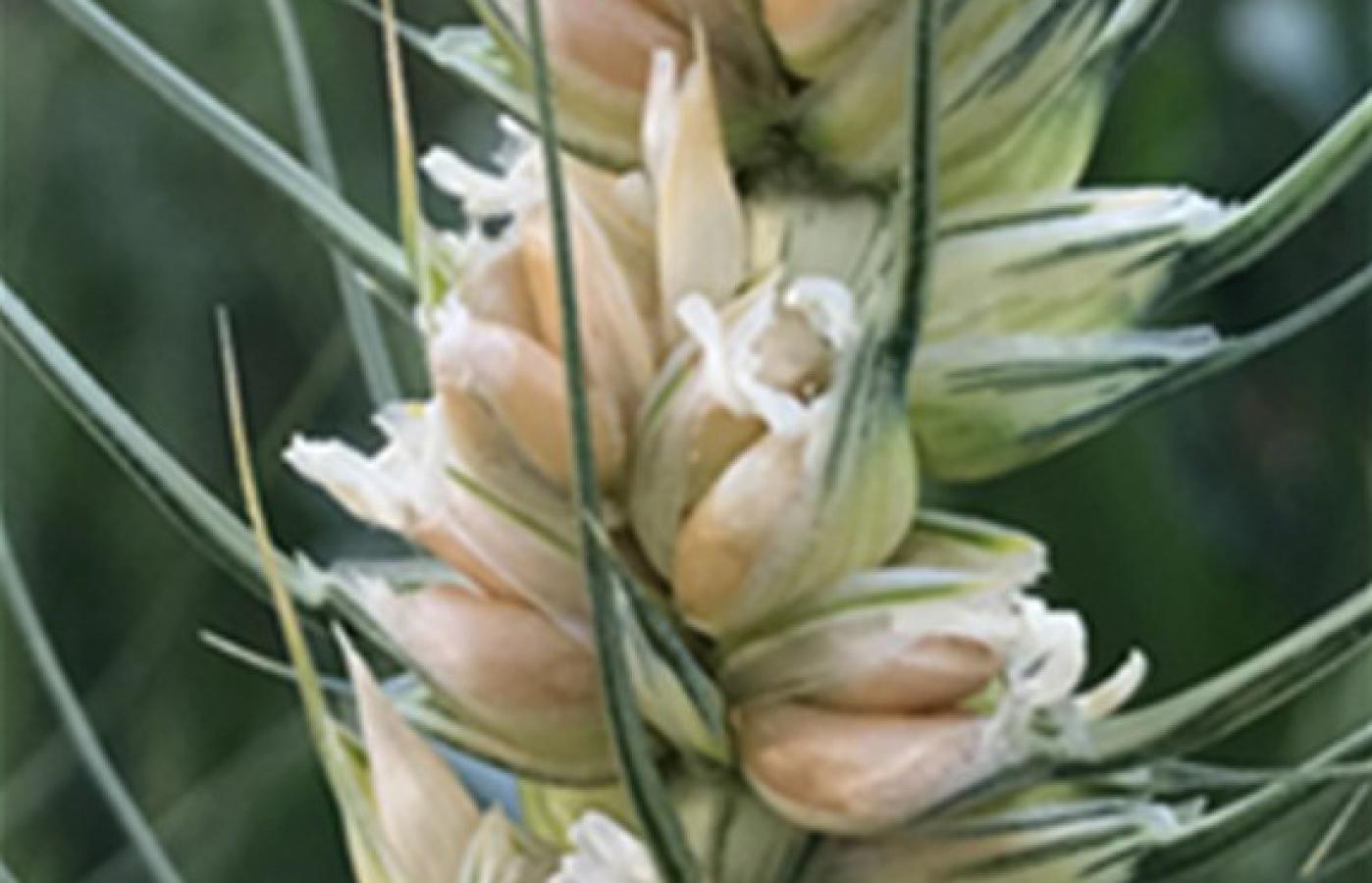 Scientists Discover a Gene That Could Triple Wheat Production