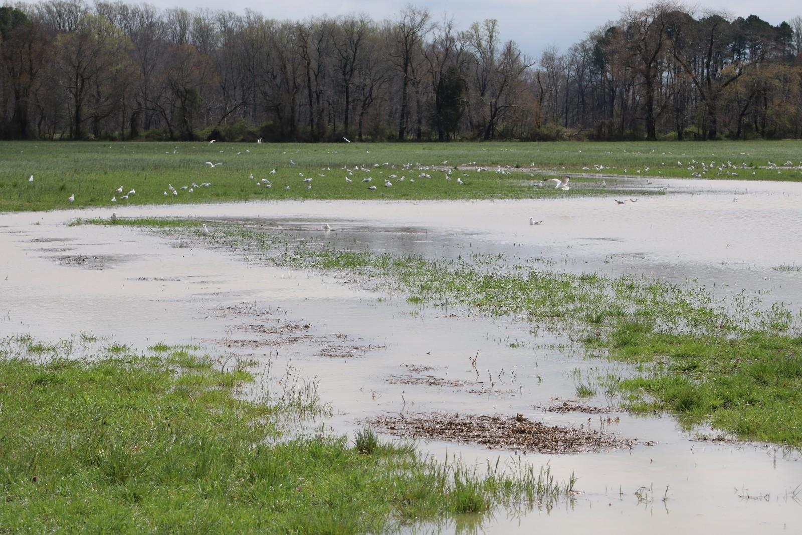 Farm field flooded after rain